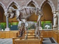 Mastodon skeleton