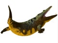 Mastodonsaurus Amphibian Tail