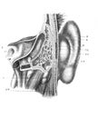 The mastoid of the temporal bone in section in the old book The Human Body, by K. Bock, 1870, St. Petersburg Royalty Free Stock Photo