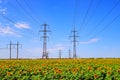 Masts of a high voltage power line against the background of a field with sunflower. Steel supports and wires. Power Royalty Free Stock Photo