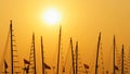 Masts of ships and boats at sunset. Vietnam. Royalty Free Stock Photo