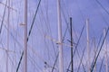 Masts of ships and Royalty Free Stock Photo