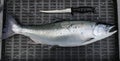 Masu salmon Oncorhynchus masou fresh raw just catched.