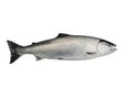 Masu salmon Oncorhynchus masou isolated on white background.