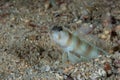 Masui`s Shrimpgoby Amblyeleotris masuii