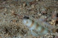 Masui`s Shrimpgoby Amblyeleotris masuii