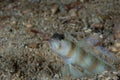 Masui`s Shrimpgoby Amblyeleotris masuii
