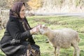 Elderly Muslim woman knitting woollen sock when she care sheep