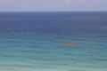 Mat of free floating algae sargassum in carribean ocean close to tulum and playa del carmen. Royalty Free Stock Photo