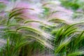 Mat grass. Feather Grass or Needle Grass, Nassella tenuissima Royalty Free Stock Photo