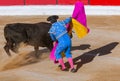 Matador and bull in tourada bullfight - Moita Lisbon Portugal Royalty Free Stock Photo