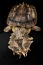 Matamata Chelus fimbriatus