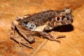 Matang Asian Toad, Gracile Litter Frog, Sarawak Slender Litter Frog, Slender Litter Frog (Leptolalax gracilis)