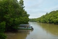 Matang Mangrove Forest Reserve Royalty Free Stock Photo