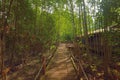 Matang Mangrove Forest Reserve Royalty Free Stock Photo