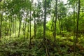 Matang Mangrove Forest Reserve Royalty Free Stock Photo