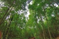 Matang Mangrove Forest Reserve Royalty Free Stock Photo