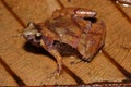 Matang narrow-mouthed frog, Borneo narrow-mouthed frog (Microhyla borneensis) in a natural habitat