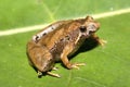 The Matang narrow-mouthed frog (Microhyla borneensis) in natural habitat