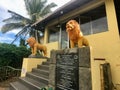 Matara, Sri Lanka, November 2019 - statues of lions at the staircase entrance