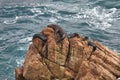 Matarani Colony South American sea lion Otaria byronia the Matarani - Peru Royalty Free Stock Photo