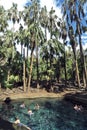 Australia, Northern Territory, Thermal Pool