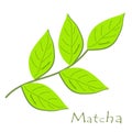 Match. Branch with green matcha leaves. Cooking ingredients, baking and tea. Vector illustration