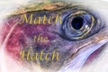 Match the Hatch