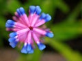 Match Stick Bromeliad pink-purple plant Colombia flowers ,Gamosepala Aechmea bromeliad ,wall Mural neon flower ,tall spikes of pin