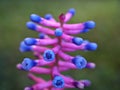 Match Stick Bromeliad pink-purple plant Colombia flowers ,Gamosepala Aechmea bromeliad ,wall Mural neon flower ,tall spikes of pin