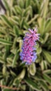 Match Stick Bromeliad pink purple plant Colombia flowers or Gamosepala Aechmea bromeliad exotic purple unusual flower blooming at