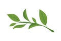 matcha branch leaves