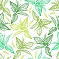 Matcha green tea leaves. Seamless pattern on white background. Branch for green tea drink. Hand-drawn vector sketch in