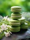 Matcha macarons filled with vanilla cream on natural background with cherry blossom branch. French pastry, pistachio macaroons