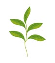 matcha tea branch