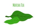 Matcha tea leaves - japaneese drink, natural organic plant. Flat style