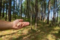 Matches in the hand and pinetree forest Royalty Free Stock Photo