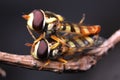 Mate insect flies hoverfly close up macro