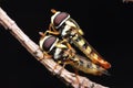 Mate insect flies hoverfly close up macro