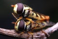 Mate insect flies hoverfly close up macro