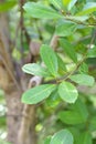 Mate leaf is a plant growing on a farmer's plantation. Traditional Argentinean hot tea drink.