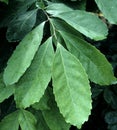 Mate shrub  Ilex paraguariensis Royalty Free Stock Photo