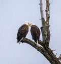 Mated pair of bald eagles appearing to be nuzzling each other