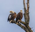 Pair of bald eagles in a tree with one cleaning its feathers Royalty Free Stock Photo