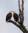 Mated pair of bald eagles perched in a tree with their beaks close to each other Royalty Free Stock Photo