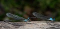 A Mated Pair of Blue Fronted Dancers