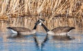 Mated Pair of Canada Geese in Colorado Marsh Royalty Free Stock Photo