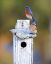 A mated pair of Eastern Bluebirds Sialia sialis perched on a bird house Royalty Free Stock Photo
