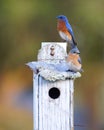 A mated pair of Eastern Bluebirds Sialia sialis perched on a bird house Royalty Free Stock Photo