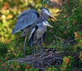Mated Pair of Great Blue Herons Royalty Free Stock Photo